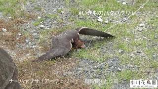 【掛川花鳥園公式】#いきものパクパクリレー