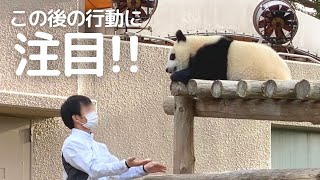 まさかの進化wぶりっ子しながら飼育員さんを困らせる帰らない劇場😂子パンダ楓浜🍁