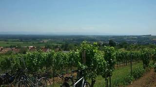 Blick über die Rheinebene vom Sonnenberg bei Schweigen