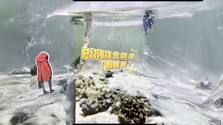 新一批奇幻海洋生物来啦～这回有海洋医生哦！ #诺亚方缸 #私人海洋