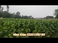 زرعی زمین برائے فروخت agricultural land for sale