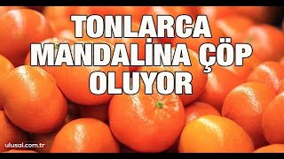 Tonlarca mandalina çöp oluyor