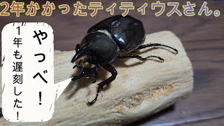 2年かかったティティウスシロカブトさん。