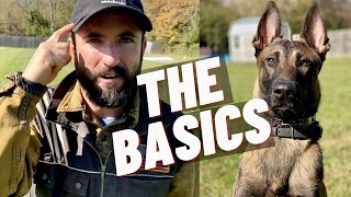 EASY OBEDIENCE TRAINING WITH MY BELGIAN MALINOIS PUPPY! HEEL/ SIT/ DOWN/ STAY!