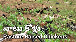 ప్యూర్ నాటు కోళ్ల పెంపకం | देसी मुर्गी पालन | Free Range Natukodi | Pasture Raised Poultry