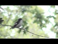 BONTE VLIEGENVANGER   singing pied flycatcher