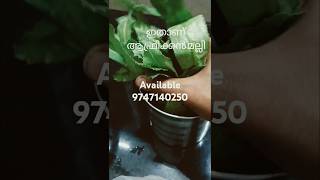 നാടൻ മല്ലിചപ്പ് #youtubeshorts #youtubeshortsvideo #reactionshorts #respectshorts #food #agriproduct