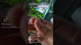 ALIMENTO VIVO PARA TU PEZ/GORGOJO CHINO.