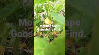 Morning Cape Gooseberry Find. #goldenberry #gooseberrycandy #gooseberries #gooseberry #shorts