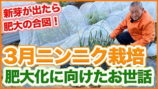 家庭菜園や農園のニンニク栽培で3月に実施したいお世話！春に新芽が出たらやりたい肥大化の対策や害虫対策を徹底解説！【農園ライフ】