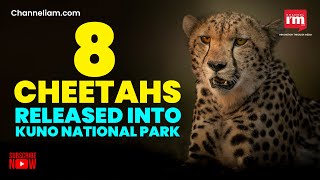 PM Modi presided over the release of eight Cheetahs in Madhya Pradesh