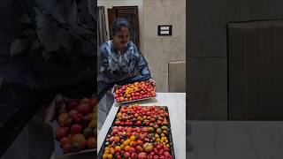 My harvesting 🧿 #tomatoes #fruits #mygarden #gardening #shortvideo