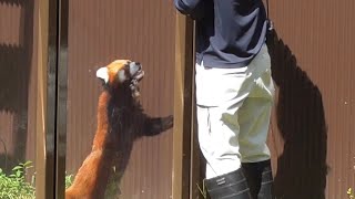 レッサーパンダ　ショウショウくん　積極的に飼育員さんからリンゴをもらいに行きます　【のんほいパーク】