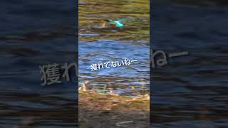 ２アタックお魚獲れーず