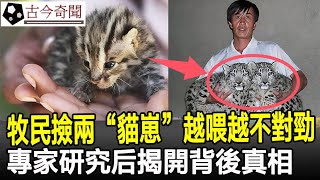 太驚人！新疆牧民撿兩隻“貓崽”，越喂越不對勁，專家研究后揭開背後真相！#奇聞#歷史#考古#古墓#古代#文物#古今奇聞