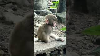 baby ke hath nahi hee phir bhi khush he bichara 🥺😫😭 #shorts #short #shortvideo #shortsvideo #monkey