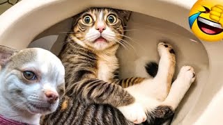 When the 200IQ Cats That Will Blow Your Mind😹Adorable Cats 😹