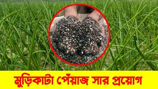 মুড়িকাটা পেঁয়াজের সার প্রয়োগের সঠিক পদ্ধতি||