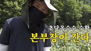 [본부장이 간다] 괴산 옥수수밭 생고생 라이브 1