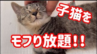 野良猫が出産89  子猫たちの何気ない日常33  【子猫の動画】