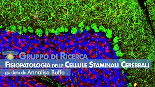 NICO - Fisiopatologia delle Cellule Staminali cerebrali