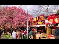 4k 河津桜まつり2023 japanese cherry blossoms festival　日本の桜