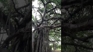 Tamilnadu biggest 🌳 tree (ஆலமரம்) ulaiyur  village