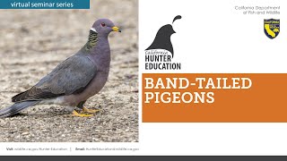 AHE 2020 - Webinar #4 Band-tailed Pigeons – What They are and How to Hunt Them