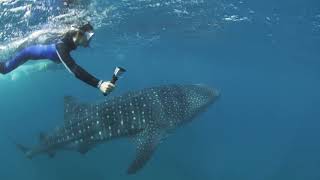 Exmouth Dive \u0026 Whalesharks Ningaloo