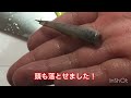 小さいハゼの捌き方！【簡単】