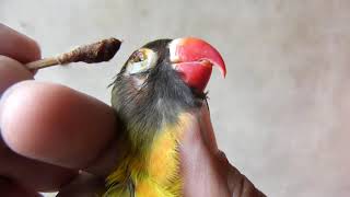 Lovebirds Eyes Treatment | How to Treatment Lovebirds Pox Full Details Video Urdu/Hindi
