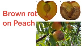 Brown rot on peach | Disease cycle