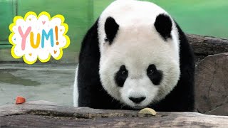 大萌娃圓仔進B場吃點心,上冰床覓食,回A場吃竹葉|cute Giant Panda Yuan Zai,圆仔,貓熊,大熊貓