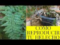 REPRODUCE TU HELECHO PATA DE CONEJO / Paso a Paso