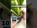 実は簡単！サンセベリアの冬越し plants 観葉植物