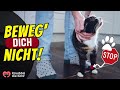 Wenn deine Katze auf deinen Fuß steigt, HALT STILL