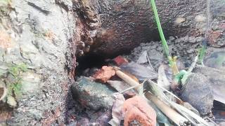 ক্ষুদে মৌমাছির মৌচাক।