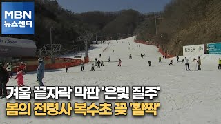 겨울 끝자락 막판 '은빛 질주'…봄의 전령사 복수초 꽃 '활짝'[MBN 뉴스센터]