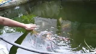 Koi chasing for my hand 🖐️ 😁