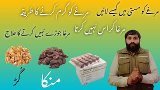 murgy ko garam krny ka triqa | murga fight medicine | desi fight medicine | aseel murga tips | Aseel