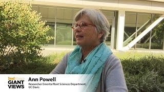 Ann Powell (Researcher Emerita, UC Davis) Fruit Research,  UC Davis' Strong Reputation