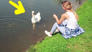 She Gave This Swan Food Every Day for many Years, Then One Morning, They Gave Her an AMAZING  Gift