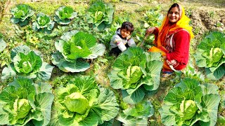 🏕️खेत का पहला 🍀पत्ता गोभी हुआ तैयार उसकी बनाई हमने लाजवाब 🥗रेसिपी जो फटाफट चट हो गयी😋