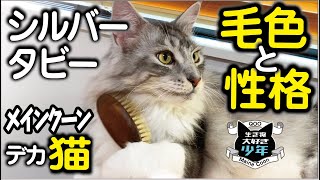 【メインクーン】シルバータビーの猫の性格はキツい？猫の毛色と性格