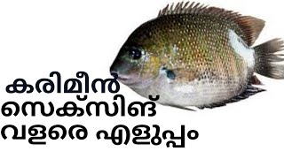 കരിമീൻ ജോഡിയെ തിരിച്ചറിയാം/ how to identify male and female karimeen/karimeen farming in kerala