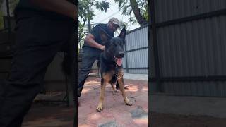 Working Dogs of India | Reward K9 Protection Dogs | Trained by Avinash