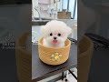 CUTE LITTLE #dog #trending #cute #trendingshorts #viralvideo #viralshorts #love #tiktok #pets