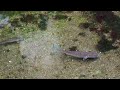 ボラ　flathead gray mullet mugil cephalus