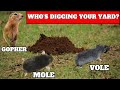 How To Tell If You Have Moles, Voles, Gophers Digging Up Your Yard