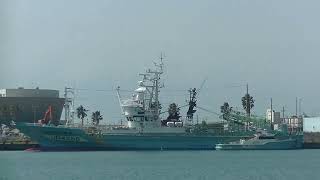 4月11日　鰯ケ島の近海巻き網船団(Purse seine fleet in the coastal waters of Iwagashima Island)